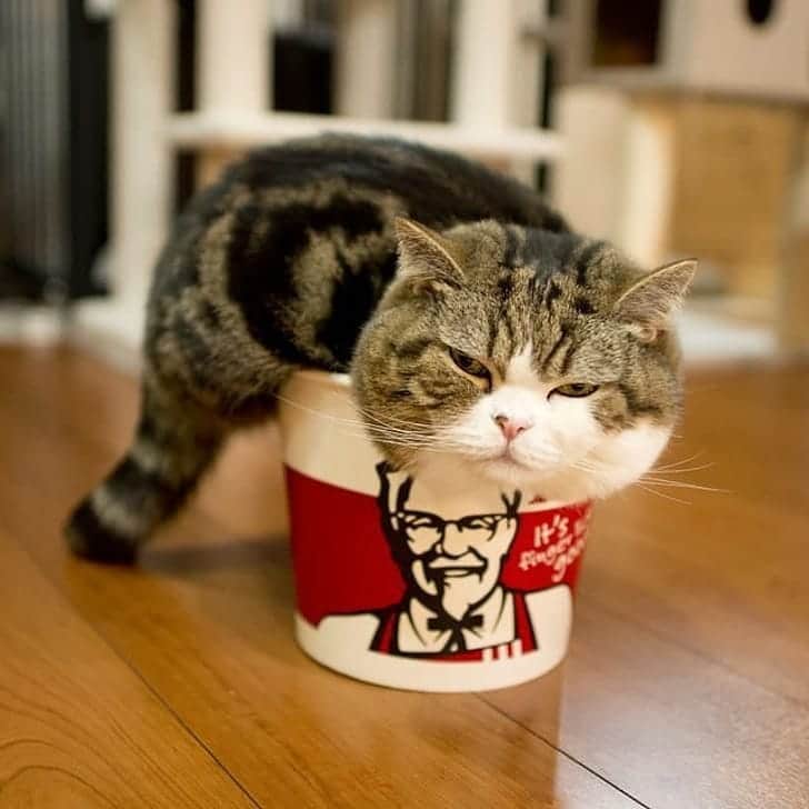 PETomorrowのインスタグラム：「これが、こいつとの初めての出会いだった。  #ケンタッキーの妖精　#ケンタッキー　#猫好き #ねこすたぐらむ #猫　#Cats #catstagram #petomorrow」