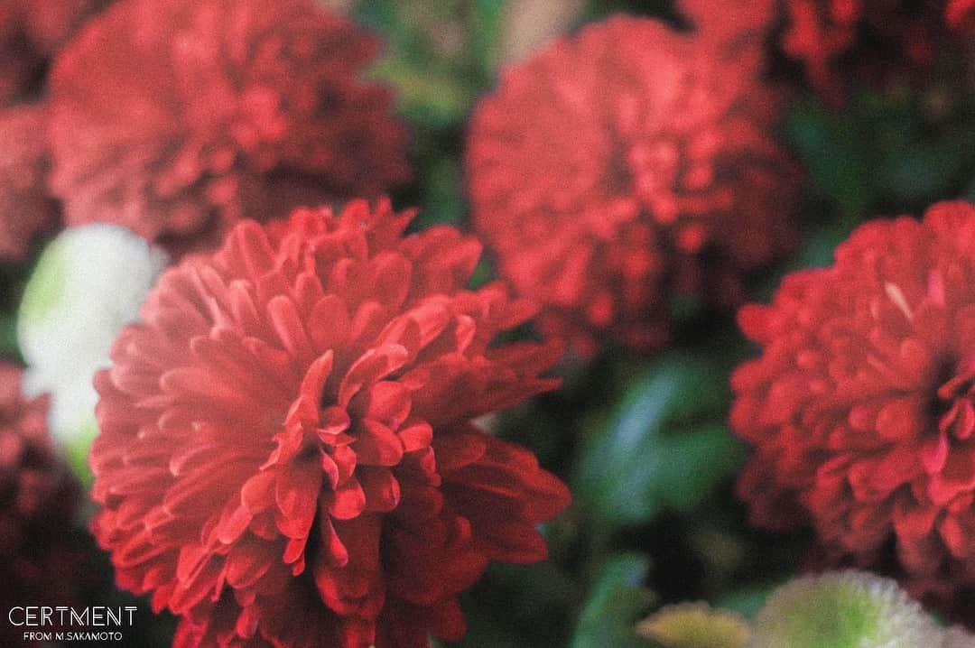Manabu Sakamotoのインスタグラム：「. Nine of the panel meaning of 「autumn colors」 . . たまには色調補正だけの普通の写真。 . . #moment #tokyocameraclub  #photooftheday #japan #instalike #autumn #colorsjp #naturephotography #canon #フィルムカメラ #写真好きな人と繋がりたい #写真部 #秋色 #赤い花 #東京カメラ部 #フィルムに恋してる #キャノン #カメラ男子  #カメラ女子 #ig_japan #写真撮ってる人と繋がりたい #カメラのある生活 #pics_jp  #ファインダー越しの私の世界  #冬 #花 #ありがとう」