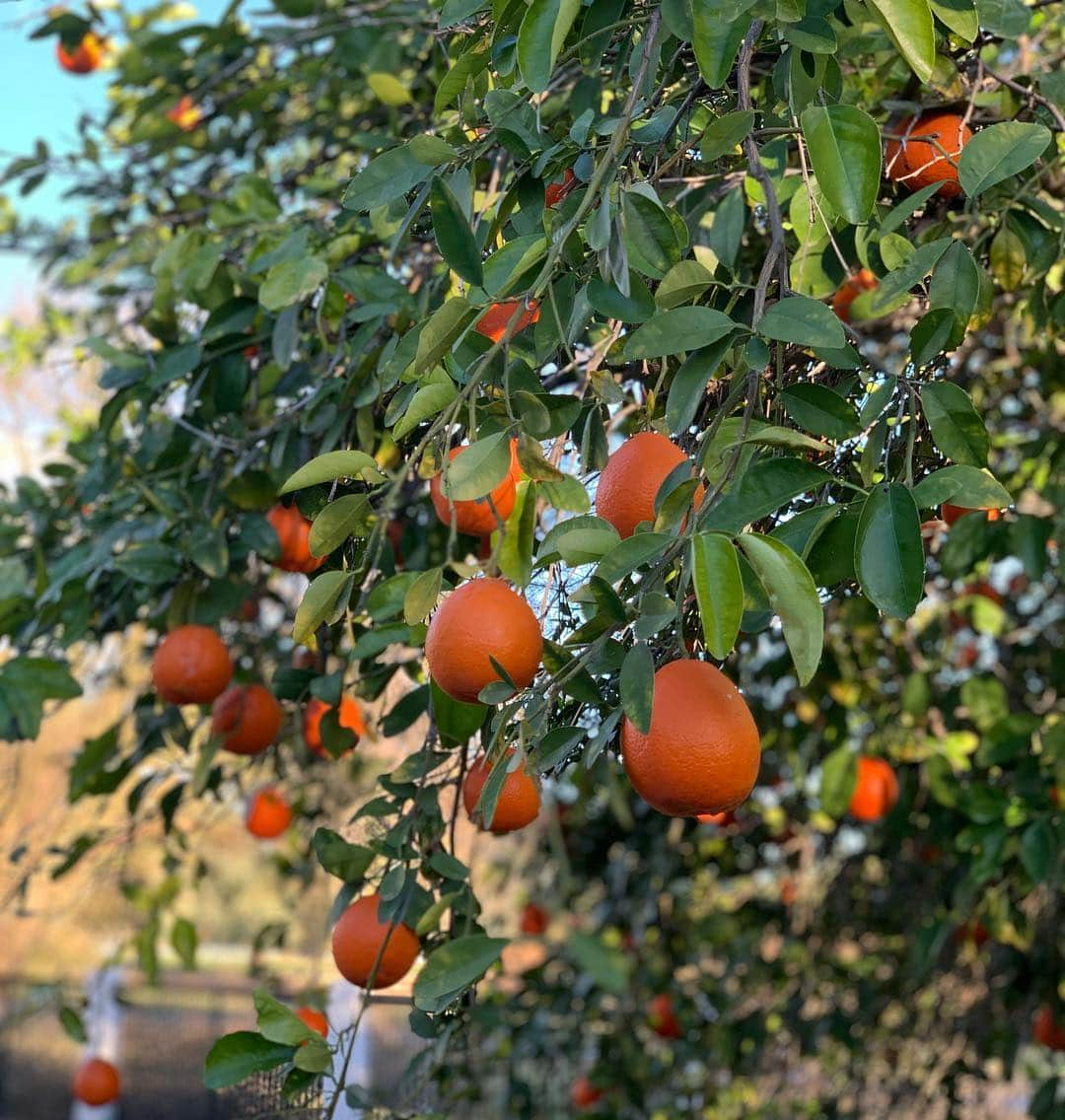 ダルビッシュ有さんのインスタグラム写真 - (ダルビッシュ有Instagram)「庭でとれるオレンジ🍊」2月7日 9時09分 - darvishsefat11