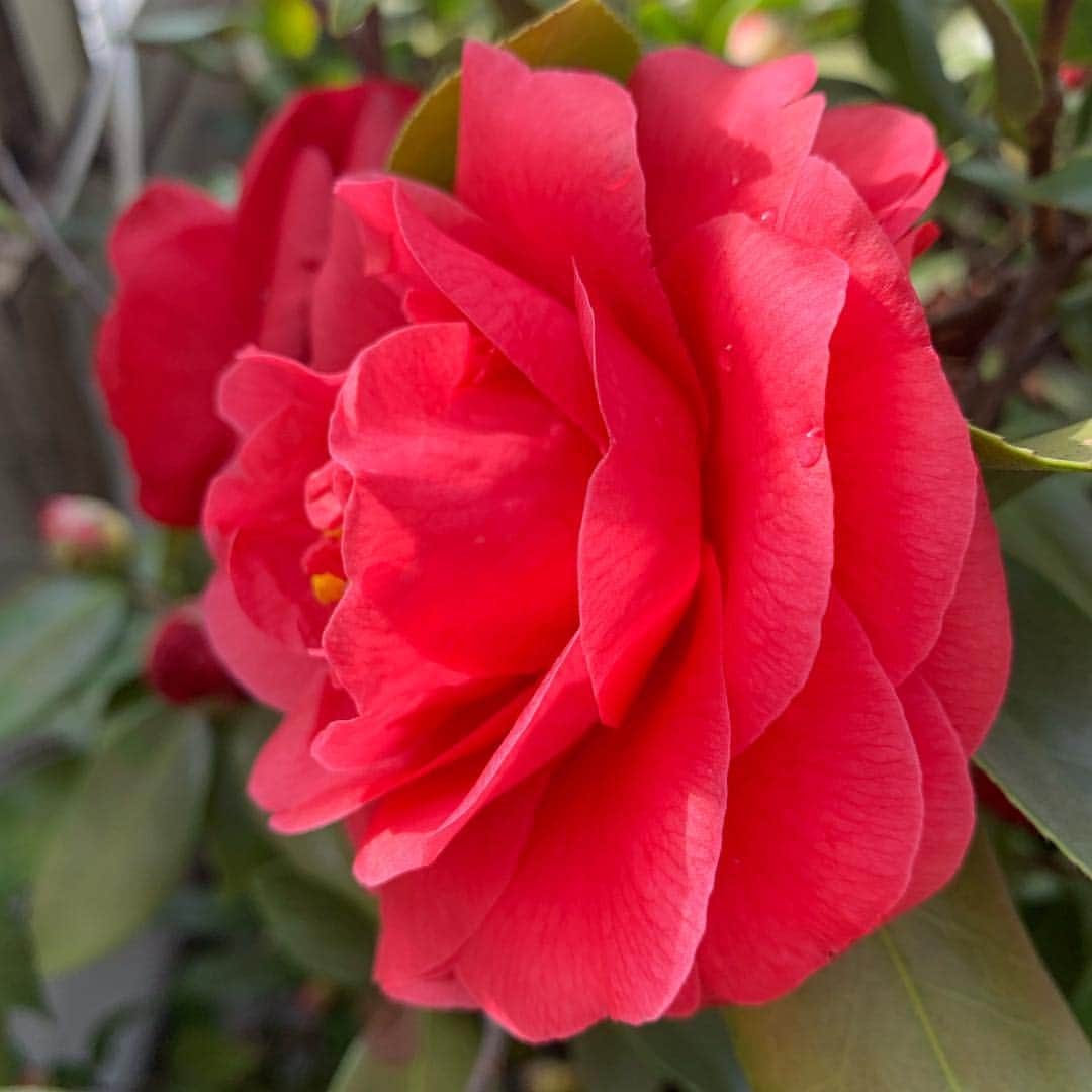 のインスタグラム：「Stop and smell em. . . Really digging Oprah and Eckart Tolle’s weekly podcast dive into his book, A NEW EARTH. Highly highly recommend. . . #supersoulconversations #nofilter @eckharttolle @oprah #anewearth」