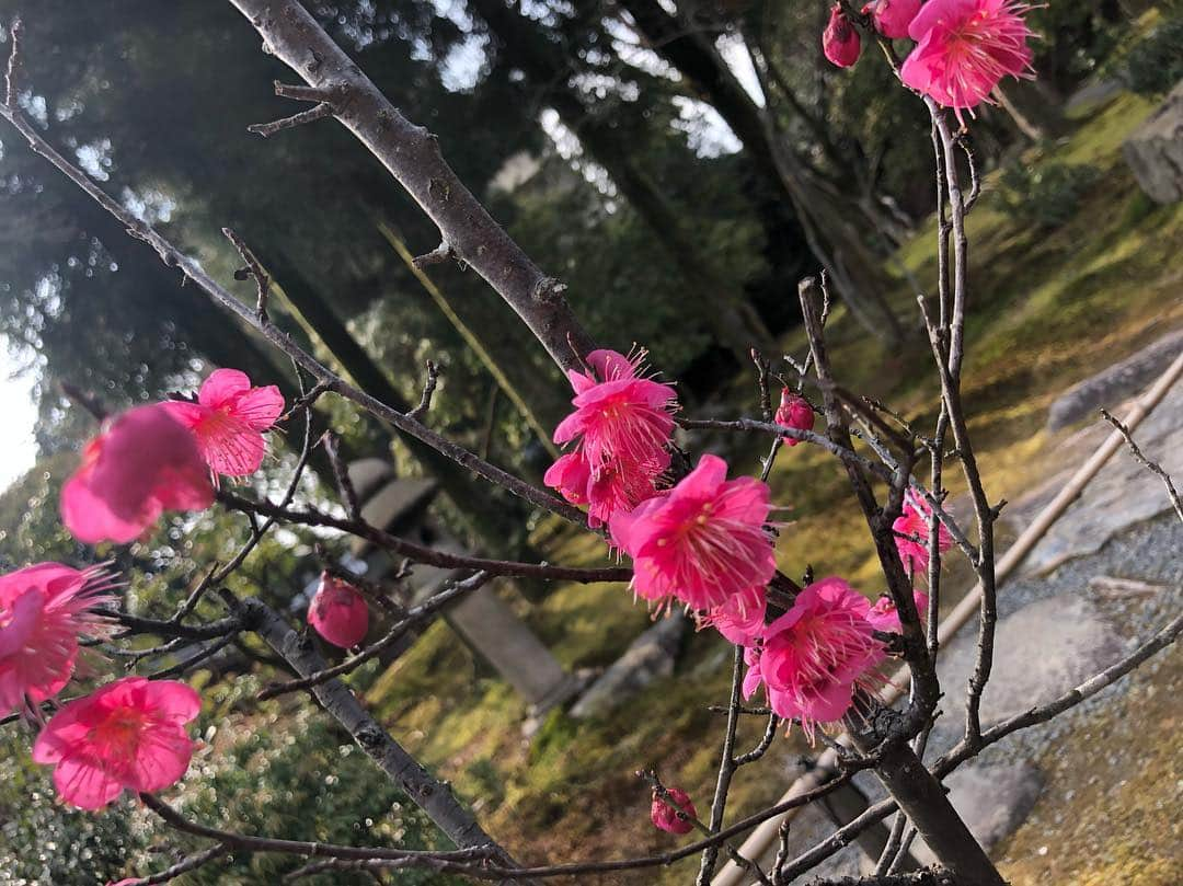 小鳩ミクさんのインスタグラム写真 - (小鳩ミクInstagram)「梅は咲いたか  桜はまだかいな〜っぽ。🕊 今日はVo.SAIKIの誕生日。 おめでとうっぽ🌟 みんなでお祝いしようっぽ。 Today is Realy great singer SAIKI's birthday🕊」2月8日 14時30分 - kobatomiku