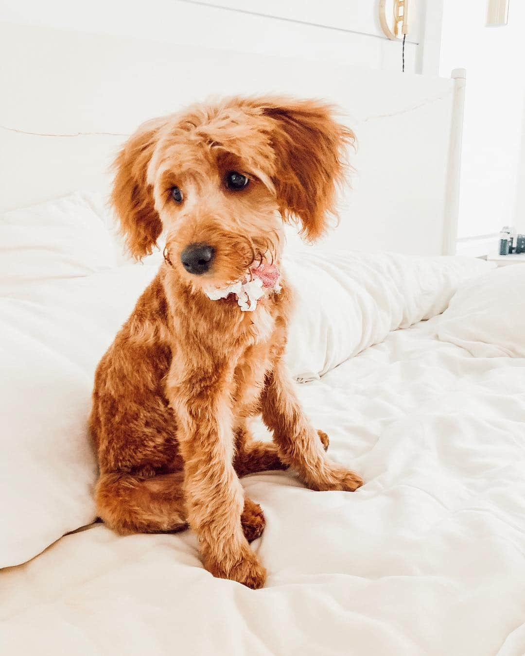 Aspyn Ovard Ferrisさんのインスタグラム写真 - (Aspyn Ovard FerrisInstagram)「My sweet angel puppy got her first haircut today 🐶 #lumadoodlebear #aspynovardpresets」2月8日 6時39分 - aspynovard