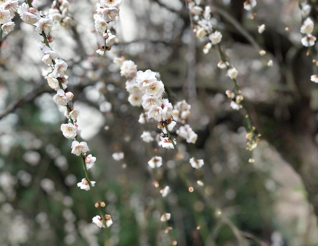 穂川果音さんのインスタグラム写真 - (穂川果音Instagram)「梅が綺麗に咲いてました♪ 今年は暖冬と思いきや、強烈な寒気がやってきたりと、気温差が大きいですね。 これからの気温によって、桜の開花時期にも影響が出てきますし、気になるところです^_^  #梅の花 #梅 #梅園 #春 #spring #flower #plum #ほかのん散歩 #instagram #instadaily #instapic #instaflower」2月8日 12時12分 - hokawakanonn