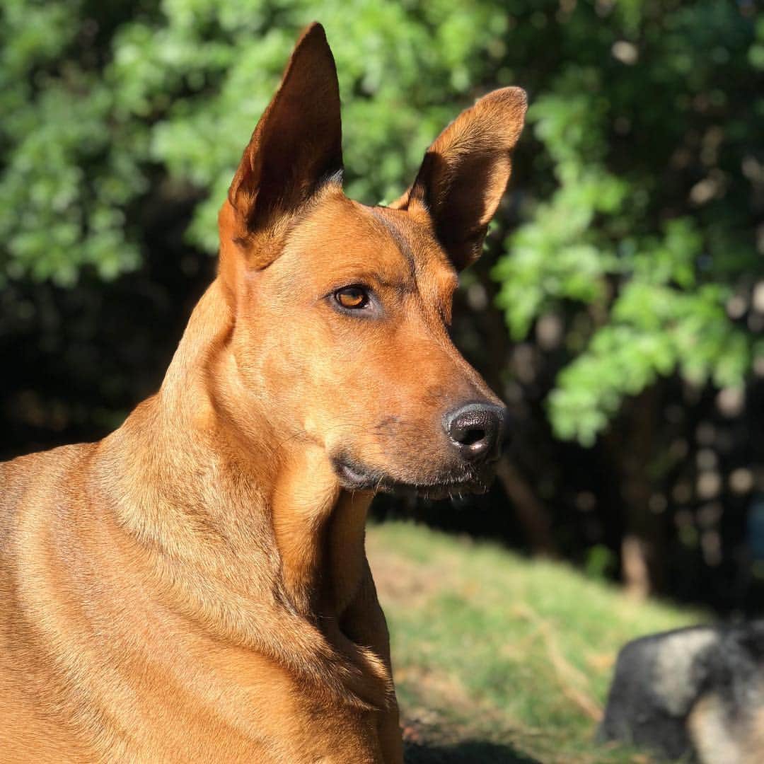 ベンジー・マッデンのインスタグラム：「Missing my boy❤️ But grateful to know he’s home keeping watch- he’s so loyal, loving and protective- He’d do anything for the fam❤️Rescue dogs are really special!!! Hard to describe But Everyone should experience it ❤️ #rescuedog」