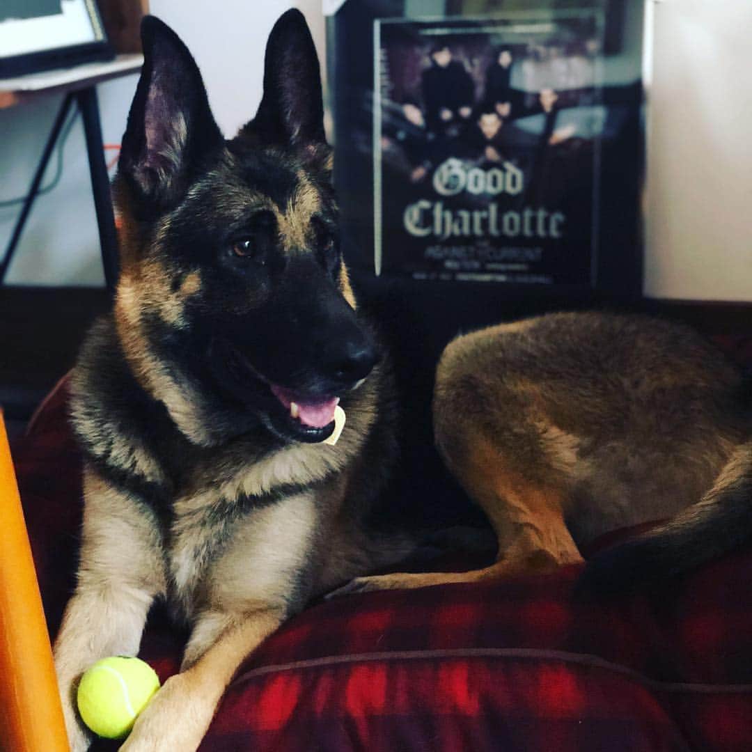 ベンジー・マッデンのインスタグラム：「Missing this one too, she’s a  Daddy’s Girl❤️ She really runs the show just like her Mom 😊😍 I might be biased but I feel like, is she not the prettiest dog of all time?! So many of these guys waiting for a home-you’ll thank me later😎😎😎😎 #Rescuedog」