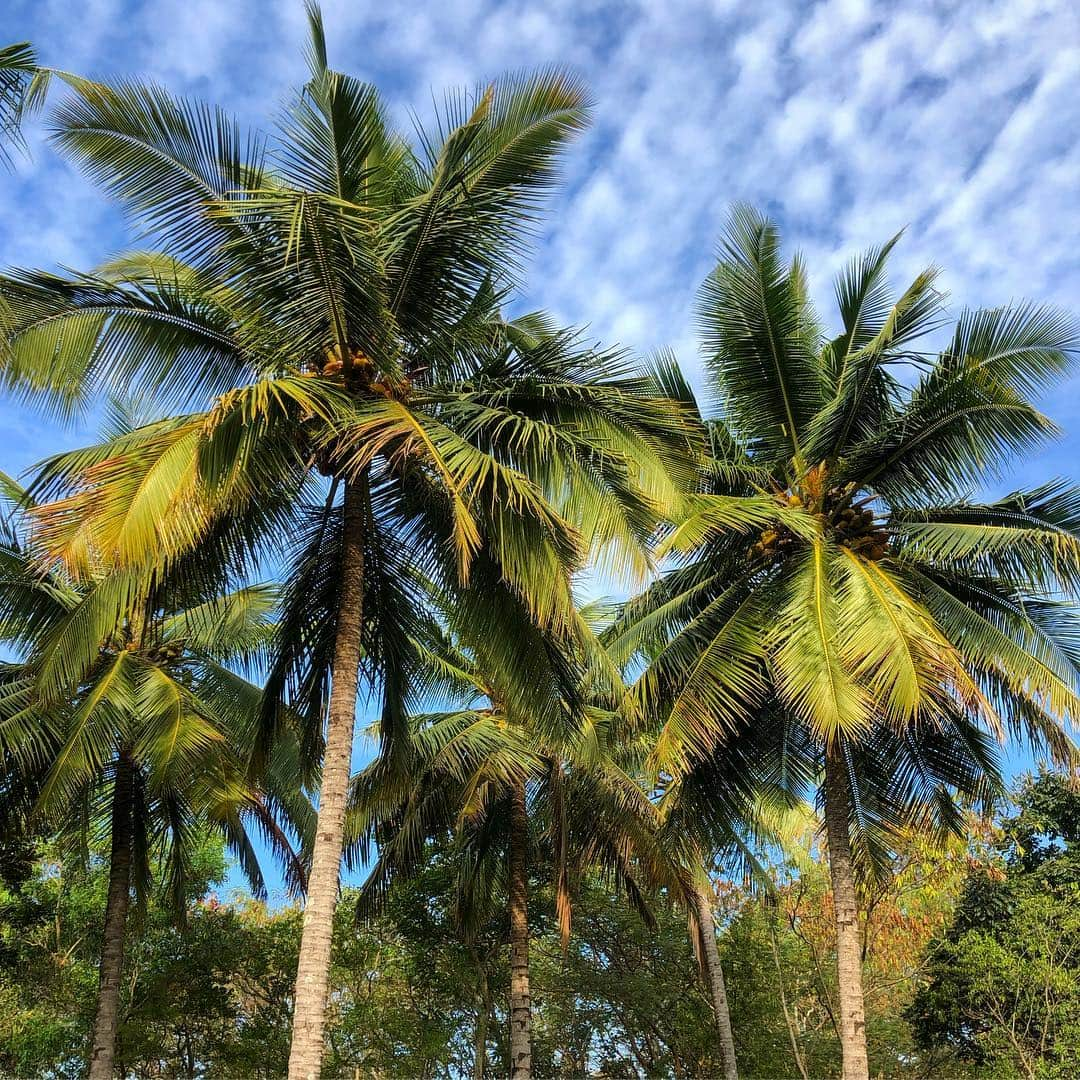 田中律子さんのインスタグラム写真 - (田中律子Instagram)「インド🇮🇳SDJ AYURVEDALAYA  DAY9✨  昨日のVIRECHANAMの腸洗浄により、体は軽くスッキリ🙌朝のマッサージは、アビアンガの全身たっぷりオイルかけ流しマッサージ、からの、目の洗浄←これはたぶんローズウォーター、たっぷりこれもかけ流し、目を洗い流しました、痛くなく気持ちいい👁次は耳👂スポイトみたいなのでガッツリオイル注入😭これは、カポッと耳の奥までオイルが入ってくるので、プールで耳に水が入ってる感覚、音が遠くでしか聞こえまへん🙄しかも、ガーゼで耳栓されるし、抜けまへんがな👂最後は、鼻にオイル注入ー👃これはちょっと痛い、プールの飛び込みで鼻に水入ったやつね、ツーンッてちょっと痛いけど、吸い切るまでオイル吸わされます😭ラストは、口にオイルを含み2分、クチュクチュして吐き出します👄全身オイル攻め、贅沢なくらいオイルを身体全部で吸い込んでます✨ おかげ様で、お肌がツルツルスベスベ、潤いまくりで、顔の肌トーンが上がって明るくなった、くすみもさらば❗️お酒もお肉も食べてないから、身体絶好調🙌10日間で気付けば3キロ痩せてました🤣やはり、普段の暴飲暴食…健康な身体は、正しい食事と運動から手に入れる。反省しながら、今後の生活を考えております🙏  #アーユルヴェーダ  #アーユルヴェーダライフ  #アーユルヴェーダメモ #detox  #sdjayurvedalaya  #いよいよ #あと1日」2月8日 15時15分 - ri2kotanaka