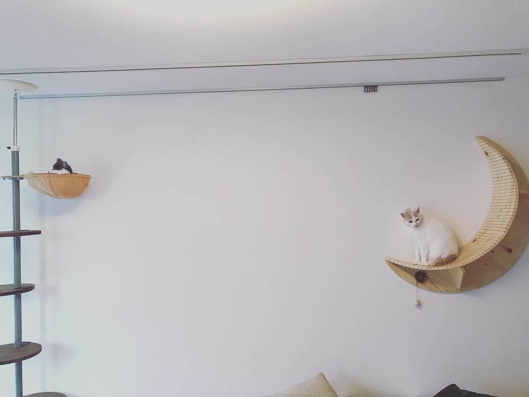 サンシャイン池崎さんのインスタグラム写真 - (サンシャイン池崎Instagram)「壁に月を装備  #猫 #猫の森 #風神雷神 #月猫 #角度つけ過ぎたかも #MYZOO」2月8日 17時26分 - ikezaki_yeah