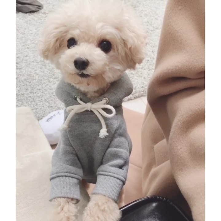 mizuのインスタグラム：「あまりにもかまってもらえず(真剣な話をしていたので)、話に加わろうとやってきたろちこ。 かわいすぎたので抱きしめたくなったのを我慢して話し続けてみたけど、諦めて行っちゃいました 笑」