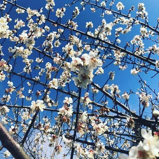 佐竹明咲美さんのインスタグラム写真 - (佐竹明咲美Instagram)「今年も実家の梅の花が咲きました🌸 この木は小学校の入学式のとき 母校からいただいたもの。 いただいた時は苗木でしたが、 私の人生とともに成長してきた大切な梅の木なのです✨ 今年は花を咲かせる時期に実家に帰れませんでしたが、 母が写真を撮って送ってくれました😊 毎年この花を見て心がほっとするように、 私も一人でも多くの人に幸せを届けられますように⭐️ #梅の花 #実家の庭  #思い出がたくさん #実家に帰りたくなる #反抗期のときは実家の庭によく家出してた笑 #すぐ見つかる #よく考えると幸せを届けるってめちゃくちゃ難しい」2月8日 21時57分 - asami_satake