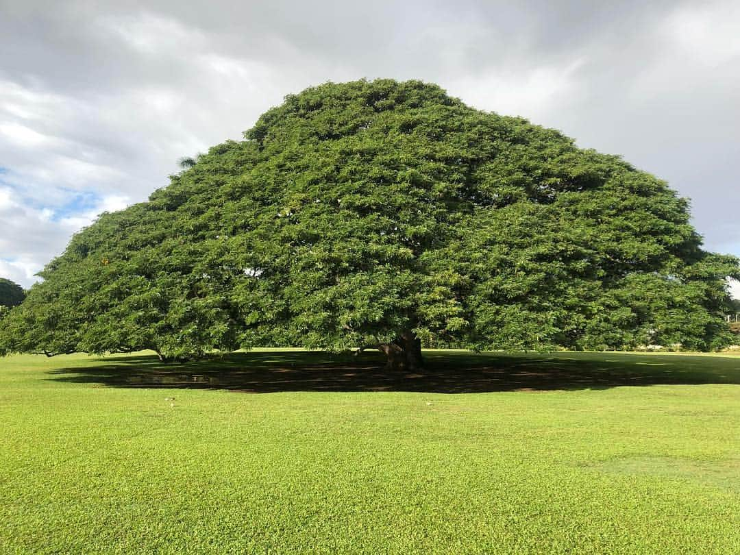 悠衣さんのインスタグラム写真 - (悠衣Instagram)「🌳﻿ ﻿ 最終日はツアーに参加。﻿ ﻿ ﻿ ハワイ初日にHISのカウンターで色々調べて﻿ ノースショア巡りのツアーに申し込みました！﻿ ﻿ ﻿ なにせノープランで行ったものでw﻿ でも、結果ツアーにしてよかった♡と思う内容でしたよ♫﻿ ﻿ ﻿ ﻿ まずは、車内で『幻のマラサダ』カメハメハベーカリーのマラサダを食べました！﻿ レナーズも人気ですが、ここは朝10時には完売してしまうそう😨﻿ ﻿ ﻿ ﻿ 食べながらぐんぐん進み﻿ 『このぉ〜木なんの木気になる木ぃ〜』でおなじみの木を見に行きました！﻿ ﻿ ﻿ ﻿ とっても大きく立派な木でした！﻿ ガイドさんが車内で色々説明してくれるので、それもとっても面白いです♫」2月9日 2時33分 - yu1_1987