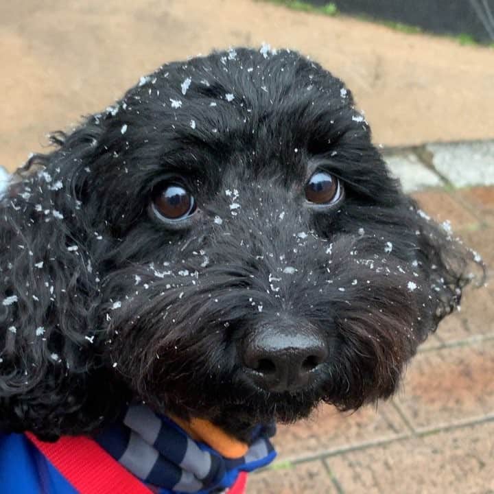 のインスタグラム：「雪だね。☃️#黒トイプードル」