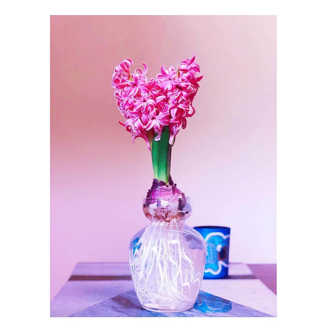 内山理名さんのインスタグラム写真 - (内山理名Instagram)「♥️♣️ ・ ハートのヒヤシンス お部屋の中へ移動。 ・ 根がアートだ。 ・ diptyque candle🕯アン アンサンス エトワレのスパイシーな香りが混ざり きゅんとする。 ・ #hyacinth #flower #diptyque #candle」2月9日 10時00分 - rinauchiyama_official
