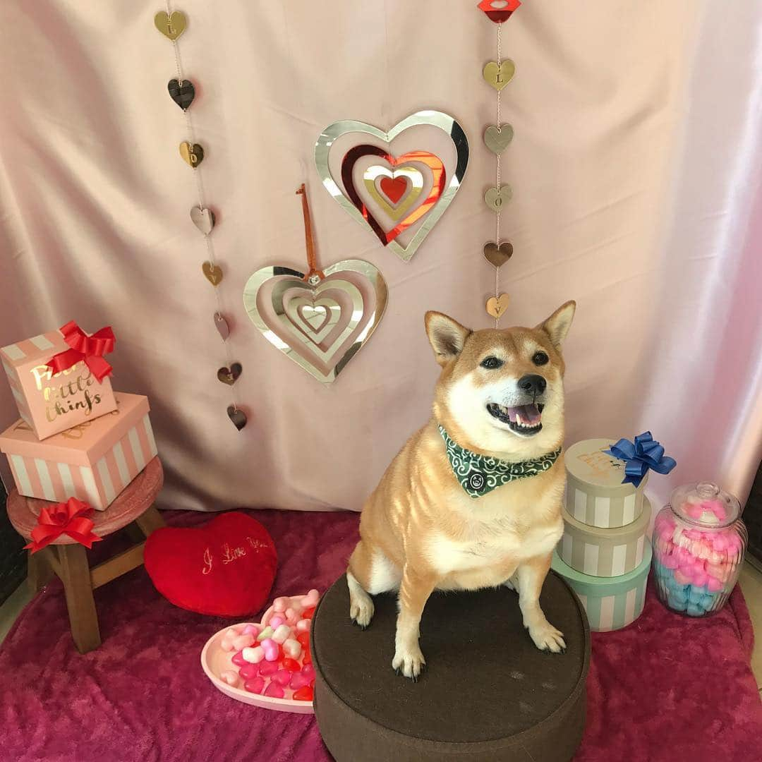 松山まなかさんのインスタグラム写真 - (松山まなかInstagram)「もうすぐバレンタイン💝 #happyvalentinesday #柴犬 #shibainu #マラソン女子」2月9日 11時44分 - manakamatsuyama