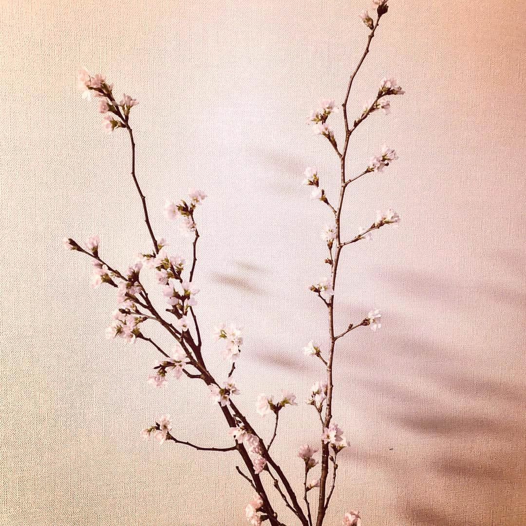 松田一輝のインスタグラム：「雪が降った日に、 部屋に飾った桜が花を咲かせた。  部屋を暖めすぎたから。  #雪 #春 #桜 #日本 #japan #sakura」