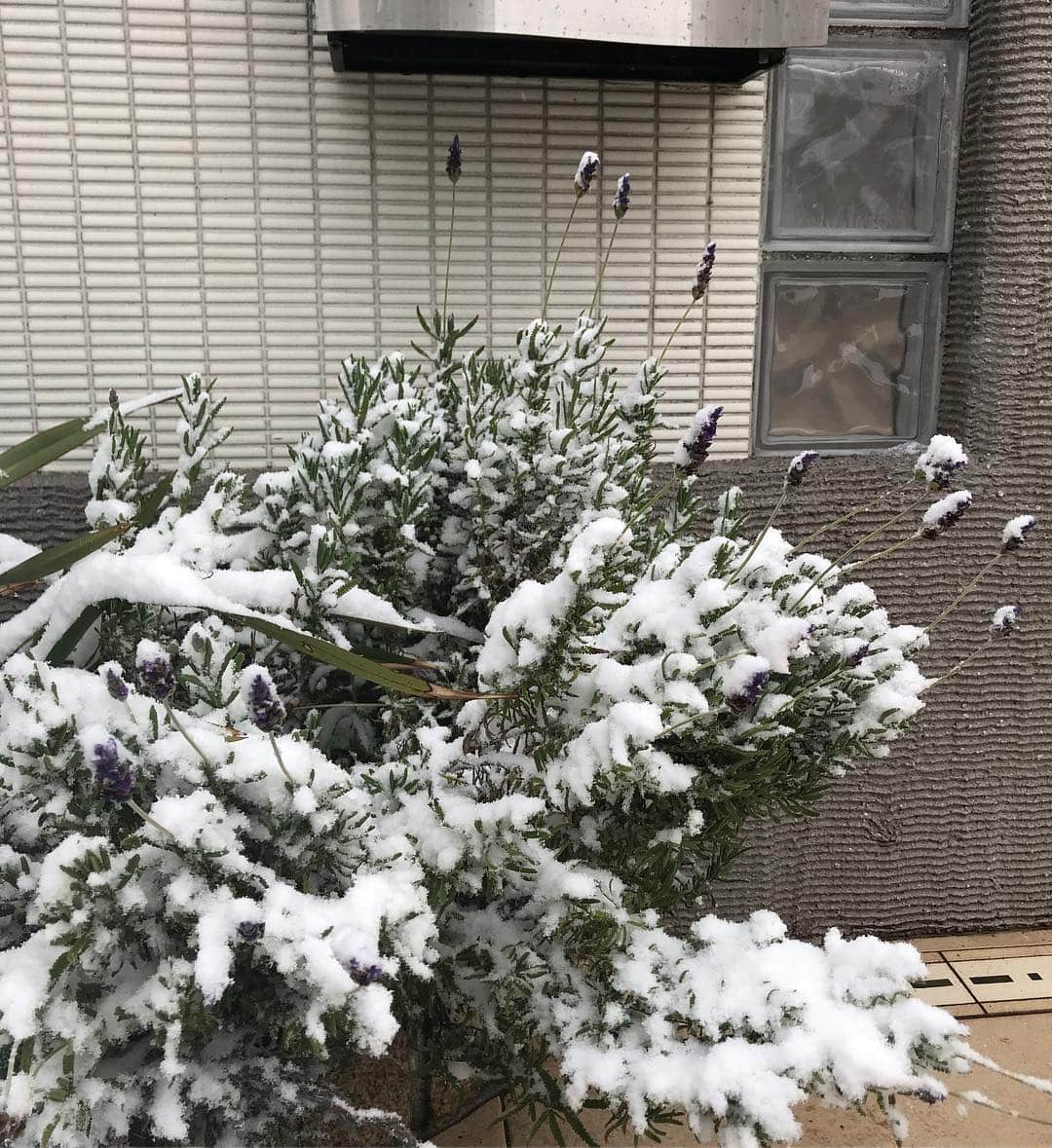 駒田奈美さんのインスタグラム写真 - (駒田奈美Instagram)「・ ・ ・ 朝、窓の外をみたらあたり一面真っ白な千葉でした ・ ・ 我が家のシンボルツリー「ココスヤシ」も雪化粧❄️ ・ ラベンダーも雪の重みを感じてる ・ ・ 今年初の積雪です^ ^ ・ ・ ・ 気がつけばフォロワー3.5万人 ・ いつも「いいね！」をありがとうございます♡ ・ ・ ・ #駒田奈美 #オスカープロモーション #モデル #雪 #雪化粧 #初積雪 #真っ白 #今年初 #ココスヤシ #ヤシの木 #ラベンダー #フォロワー」2月9日 13時04分 - nami.komada