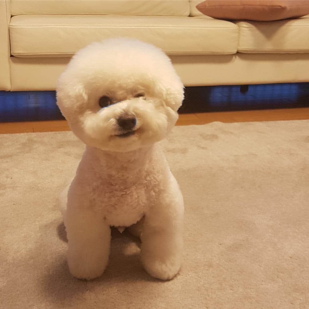 シン・セギョンのインスタグラム：「윙쿠😉 #진국이」