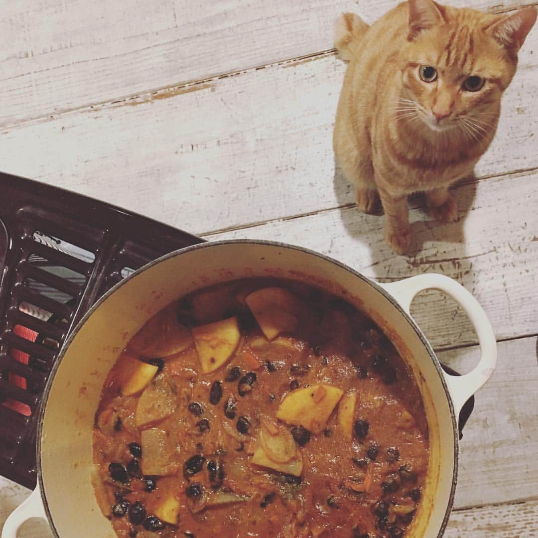 甲斐麻美さんのインスタグラム写真 - (甲斐麻美Instagram)「#猫とカレー  茶トラのサンディーは大根の葉っぱが大好きです。犬猫用スープのために切り分けて置いてたらムシャムシャ食べてました（笑）  近所のおじいちゃんが育てた無農薬の立派な大根と、おせち用で買っていた丹波の黒豆をカレーにしました。 結局おせち作らなかったからね。来年こそ作れたらいいな。  丹波の黒豆、めっちゃ立派だったけどカレーにしちったよ（笑）や〜やっぱ、めちゃくちゃうまい。。。むしろカレーに入れないでどうする？とさえ思える。  ヴィーガン仕様だけど市販のルーも使わないけど本当に大満足な自分カレー。  ハズバンドがモリモリ食べるのを見るのが、今から楽しみだなあ。  #カレー #猫 #元保護猫 #curry #ヴィーガンカレー #ストーブでコトコト #皿洗い楽w #カレーに大根オススメ #丹波黒豆」2月9日 19時44分 - kaico_asami