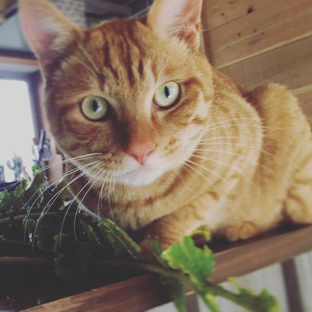 甲斐麻美さんのインスタグラム写真 - (甲斐麻美Instagram)「#猫とカレー  茶トラのサンディーは大根の葉っぱが大好きです。犬猫用スープのために切り分けて置いてたらムシャムシャ食べてました（笑）  近所のおじいちゃんが育てた無農薬の立派な大根と、おせち用で買っていた丹波の黒豆をカレーにしました。 結局おせち作らなかったからね。来年こそ作れたらいいな。  丹波の黒豆、めっちゃ立派だったけどカレーにしちったよ（笑）や〜やっぱ、めちゃくちゃうまい。。。むしろカレーに入れないでどうする？とさえ思える。  ヴィーガン仕様だけど市販のルーも使わないけど本当に大満足な自分カレー。  ハズバンドがモリモリ食べるのを見るのが、今から楽しみだなあ。  #カレー #猫 #元保護猫 #curry #ヴィーガンカレー #ストーブでコトコト #皿洗い楽w #カレーに大根オススメ #丹波黒豆」2月9日 19時44分 - kaico_asami