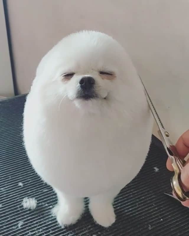 Animalsのインスタグラム：「Rate how round 1-10 🥚 . . @pom_and_pixel & @groomer_andrea」