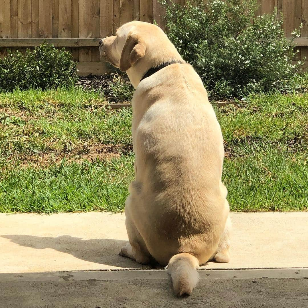 Rocky the Labさんのインスタグラム写真 - (Rocky the LabInstagram)「Sunshine and fresh air after quality playtime...grrrrific!」2月9日 22時15分 - rockythelabrador_