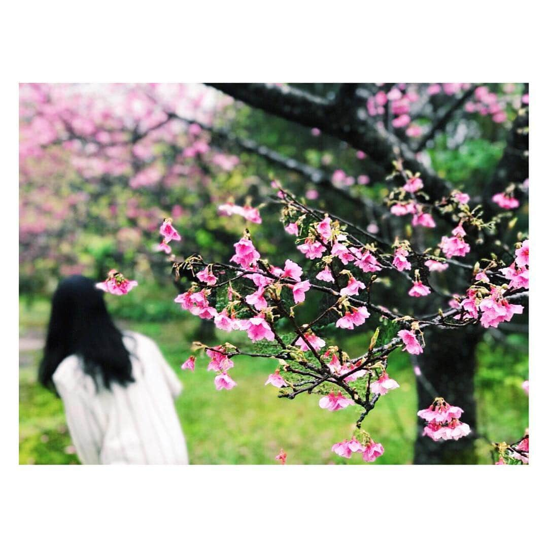 城南海さんのインスタグラム写真 - (城南海Instagram)「みなみさんぽ🌸🌸🌸 ・ #緋寒桜  #奄美大島 #大和村 #フォレストポリス #桜流し #大和まほろば館 #すももアイス🍦 #まーさんどー 💕 #junokamoto #ブロンズのヴィーナス像みたいなワンピース #みなみさんぽ」2月9日 22時16分 - kizukiminami