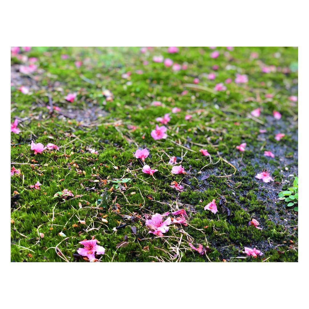 城南海さんのインスタグラム写真 - (城南海Instagram)「みなみさんぽ🌸🌸🌸 ・ #緋寒桜  #奄美大島 #大和村 #フォレストポリス #桜流し #大和まほろば館 #すももアイス🍦 #まーさんどー 💕 #junokamoto #ブロンズのヴィーナス像みたいなワンピース #みなみさんぽ」2月9日 22時16分 - kizukiminami