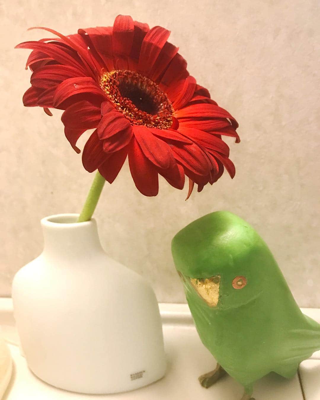 のインスタグラム：「. 昔、実家でインコを飼っていました。 とても賢くて教えてない言葉も 全部覚えてくれて。。。 私のくしゃみをいつも真似してました。 この子を見つけたときに ふとそのことを思い出して お家に呼びました🐤 くしゃみが聞こえてきそうて 思うたびに自然と笑える。 私の癒しです☺️ #マリアクレイス」