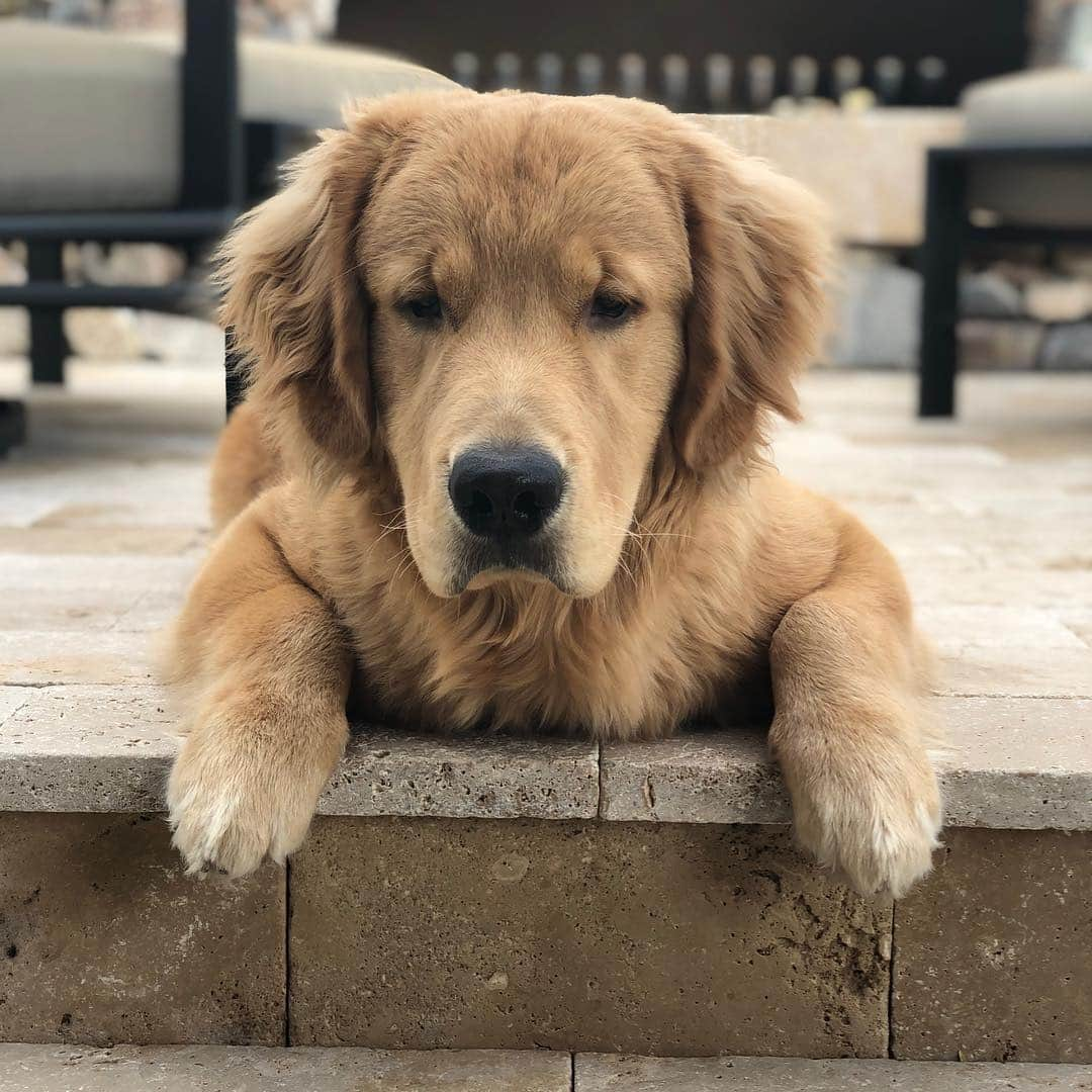 マックス・アーロンのインスタグラム：「Golden Saturday’s #goldenretriever #George #saturdaysarefortheboys」