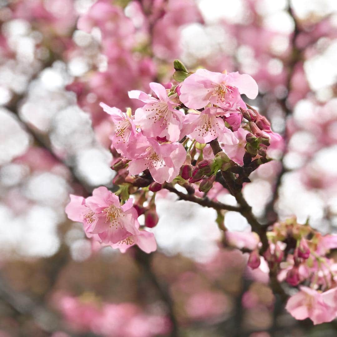 藤原美智子さんのインスタグラム写真 - (藤原美智子Instagram)「いや〜、寒いですね。が、私は一足先に #南伊豆 の #菜の花 と #河津桜 を観てきました。 桜はまだ二分咲きといったところかな🌸 ・ 車で移動中に見えた #富士山 の頭。雲の上から、ひょっこりはん😄 ・ 向かった先は #松崎 にある #久遠(くおん)。美味しい #お寿司 に舌鼓🍣丁寧な仕事に、いつも感激しながら頂いています💓😆 そして写真はないけど近くのカフェでケーキを🍰 ・ 寒いけど、綺麗と美味しいを堪能した1日でした、マル🙆‍♀️ 今日も寒いようですね。お気をつけて。 ・ #藤原美智子 #fujiwaramichiko  #ladonna  #michikolife」2月10日 5時53分 - michiko.life