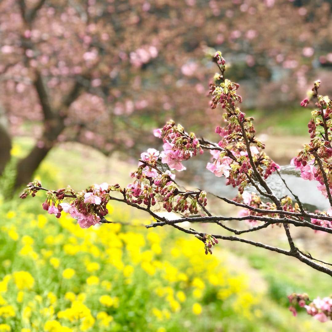藤原美智子さんのインスタグラム写真 - (藤原美智子Instagram)「いや〜、寒いですね。が、私は一足先に #南伊豆 の #菜の花 と #河津桜 を観てきました。 桜はまだ二分咲きといったところかな🌸 ・ 車で移動中に見えた #富士山 の頭。雲の上から、ひょっこりはん😄 ・ 向かった先は #松崎 にある #久遠(くおん)。美味しい #お寿司 に舌鼓🍣丁寧な仕事に、いつも感激しながら頂いています💓😆 そして写真はないけど近くのカフェでケーキを🍰 ・ 寒いけど、綺麗と美味しいを堪能した1日でした、マル🙆‍♀️ 今日も寒いようですね。お気をつけて。 ・ #藤原美智子 #fujiwaramichiko  #ladonna  #michikolife」2月10日 5時53分 - michiko.life