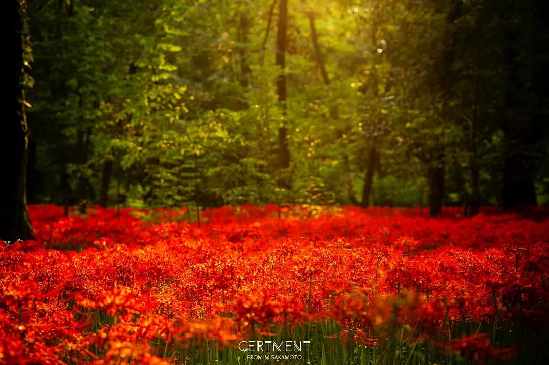 Manabu Sakamotoのインスタグラム：「. Nine of the panel meaning of 「autumn colors」 . . いつぞやの彼岸花 . . #moment #tokyocameraclub  #photooftheday #japan #instalike #autumn #colorsjp #naturephotography #canon #フィルムカメラ #写真好きな人と繋がりたい #写真部 #秋色 #赤い花 #東京カメラ部 #フィルムに恋してる #キャノン #カメラ男子  #カメラ女子 #ig_japan #写真撮ってる人と繋がりたい #カメラのある生活 #pics_jp  #ファインダー越しの私の世界  #彼岸花 #花 #ありがとう」