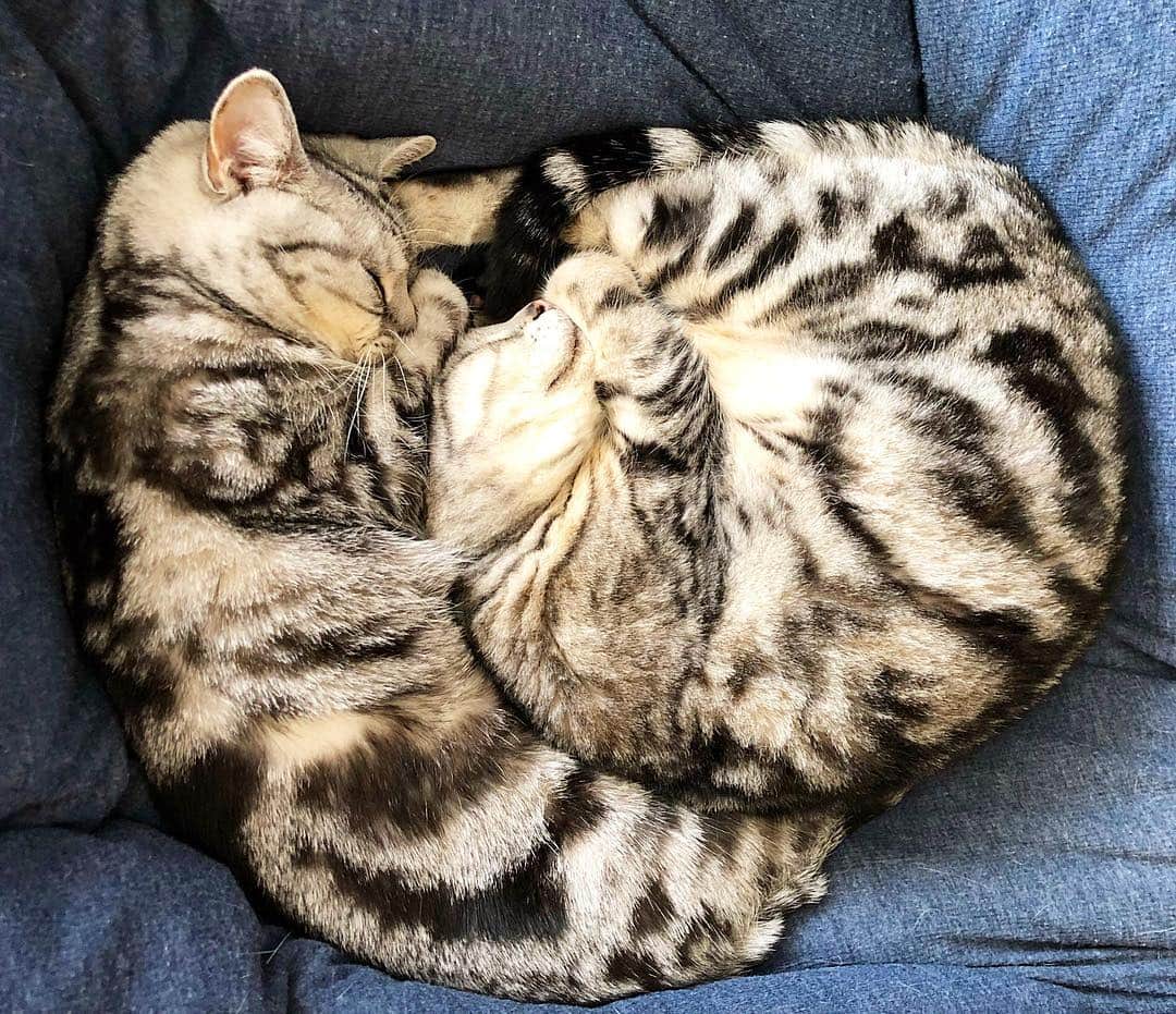 のインスタグラム：「*❄*❄*❄*❄*❄*❄*❄ アトルーは元気してます😼😽 #アンモニャイト」