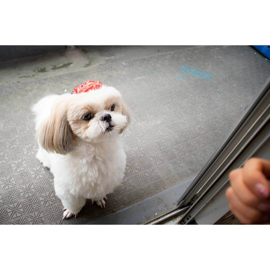 Bungo's photographyのインスタグラム：「* 寒さ厳しい節分の日、お豆さん欲しさに小鬼がやってきましたとさ☺️ * ぬくぬくの暖かいお家に上がり込んだ小鬼は、恵方を向いて巻き寿司まで美味しそうにうまうま平らげて、大満足でとことこ出ていったとさ🐾 * という感じで、ぐりと鬼は外福は内&恵方巻きを楽しんだ節分でした～🐶 * いつも利用してる、わん子ん家オンラインショップのひまカフェ手作りご飯、ワンちゃん用の節分セットに舌鼓をうった、ぐりでしたとさ✌️ * February 3 is the day of "Setsubun". Itis holiday to celebrate coming of spring,  pray for health :D * People scatter beans to drive away evil. And eat Special Sushi, pray happiness ;) *  #シーズー #shihtzu #mydog #puppy #doggy #犬 #イヌ #いぬ #犬バカ部 #わんこ #犬ら部 #犬のいる暮らし #ぐりすた #ふわもこ部 #instagood #follow #tbt #followme #picoftheday #bestoftheday #look #shoutout #ilovemydog #instadog #dogpic #doglover #dogstagram #petstagram #愛犬」