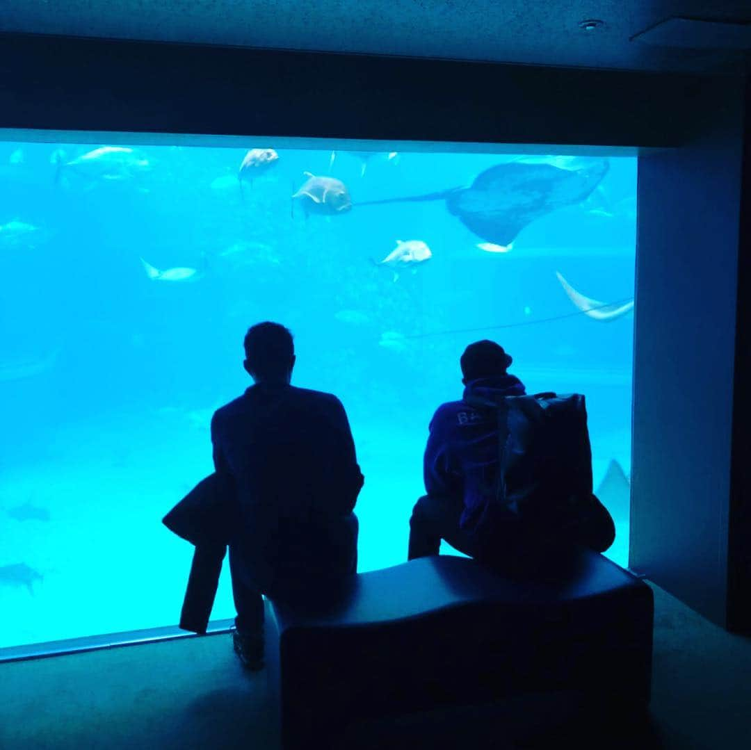 瀬戸大也さんのインスタグラム写真 - (瀬戸大也Instagram)「泳ぎの研究🤔🐬🏊‍♂️ #dayoff #swimming #study  #aquarium #osaka #relax」2月10日 21時01分 - daiya_seto