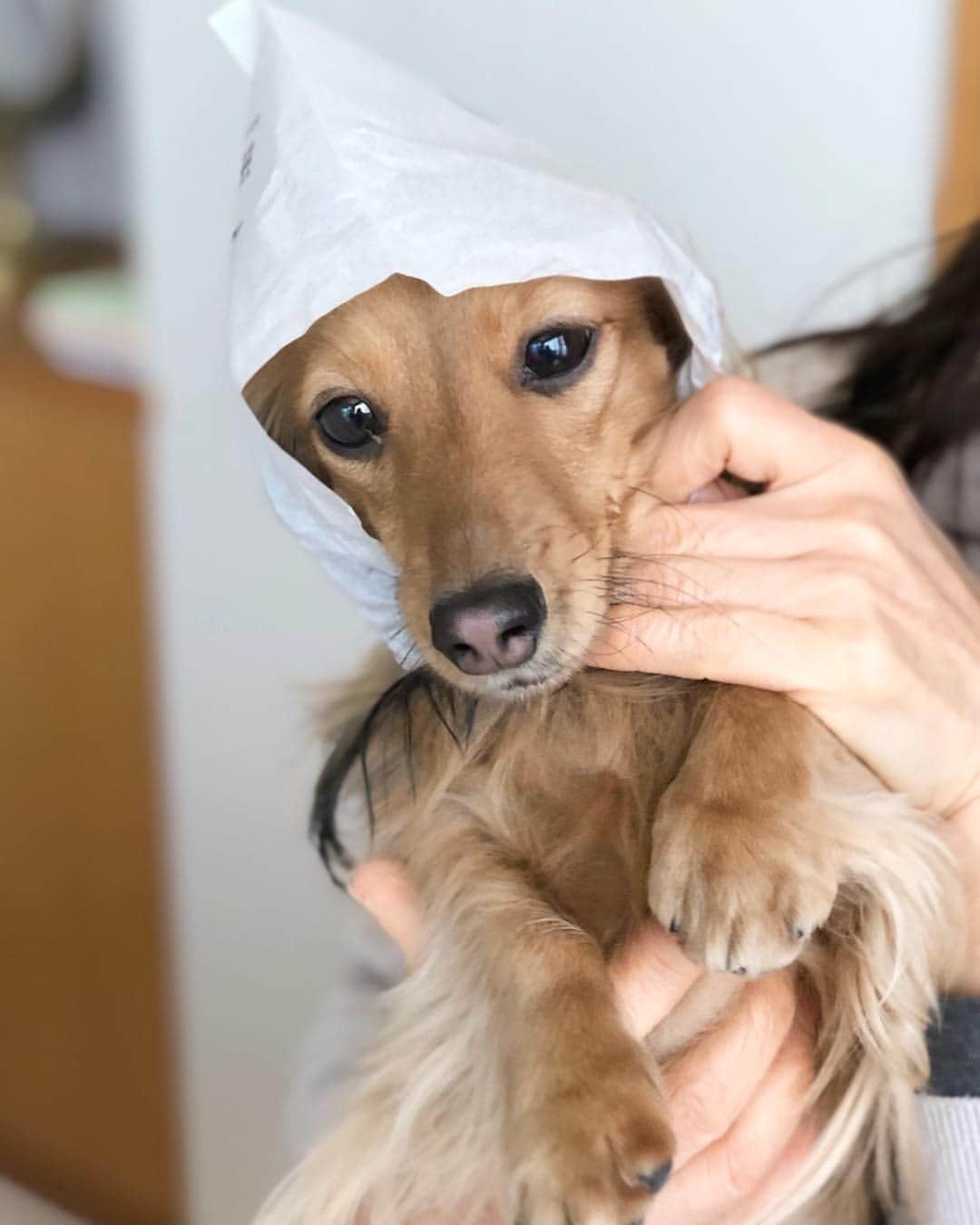 豊田麻子さんのインスタグラム写真 - (豊田麻子Instagram)「どら焼きの包装を帽子に🐶  #hypermignon #chien」2月10日 13時16分 - asako_sen