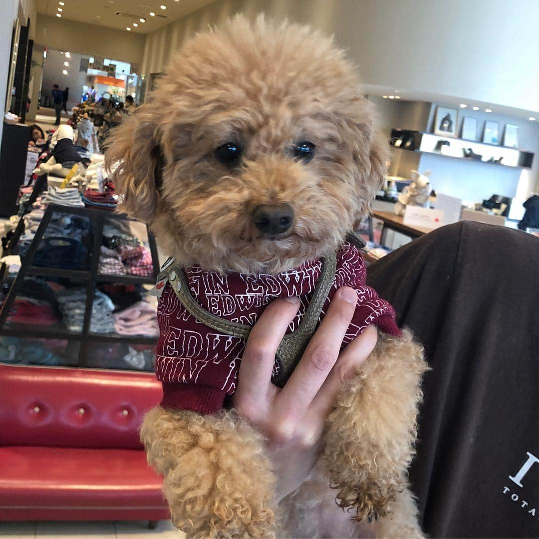 宮崎宣子さんのインスタグラム写真 - (宮崎宣子Instagram)「アロハがトリミングから帰ってきました🐶 目まで大きくなったような変身ぶり👏 モフモフ犬も可愛いと思ってたけど、きちんとトリミングすると、こんなに綺麗になるなんて🤣 やっぱり定期的には出さないとなー💦 スカーフまでキチンと巻いて、 凛として帰ってきました😊 ビフォーアフターの写真が笑える🤣  #トリミング #ビフォーアフター #スッキリ犬 #モフモフ犬 #変身 #雪の日のトリミング #それでも人は多かった #トイプードル #トイプードル女の子 #toypoodle #toypoodlegram #雪の休日」2月10日 14時36分 - miyazaki_nobuko