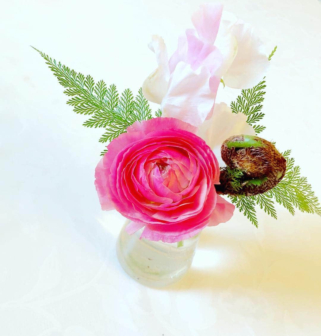 江川清音さんのインスタグラム写真 - (江川清音Instagram)「お花からのラーメン一蘭！﻿ はい、ギャップ萌えー。笑﻿ ﻿ お花はラナンキュラスにゼンマイ、スイートピーなど💐﻿ ゼンマイは食としても知られていますが、春を告げる植物です🌷🐝…🌱﻿ ﻿ ラナンキュラスの花言葉は｢とても魅力的｣｢華やかな魅力｣﻿ そして、ピンクのラナンキュラスは｢飾らない美しさ｣だそうです😌💕﻿ ﻿ ﻿ ﻿ ラーメンは一蘭🍜﻿ 替玉とゆで卵も付けちゃったよ✋﻿ 食べすぎちゃったよ🤭﻿ ﻿ #お花 #お花のある暮らし #ラナンキュラス #ゼンマイ #スイートピー #ラーメン #こってり #替玉 #一蘭 #完食 #ありがとうございました #食テロ」2月10日 16時20分 - egawasayane