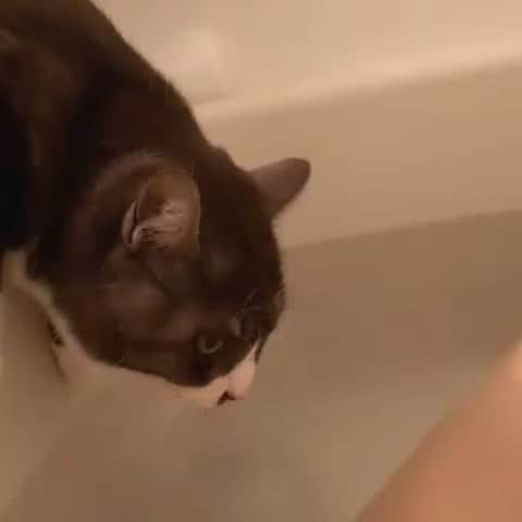 藤波さとりのインスタグラム：「私のだしを飲む猫  #猫」