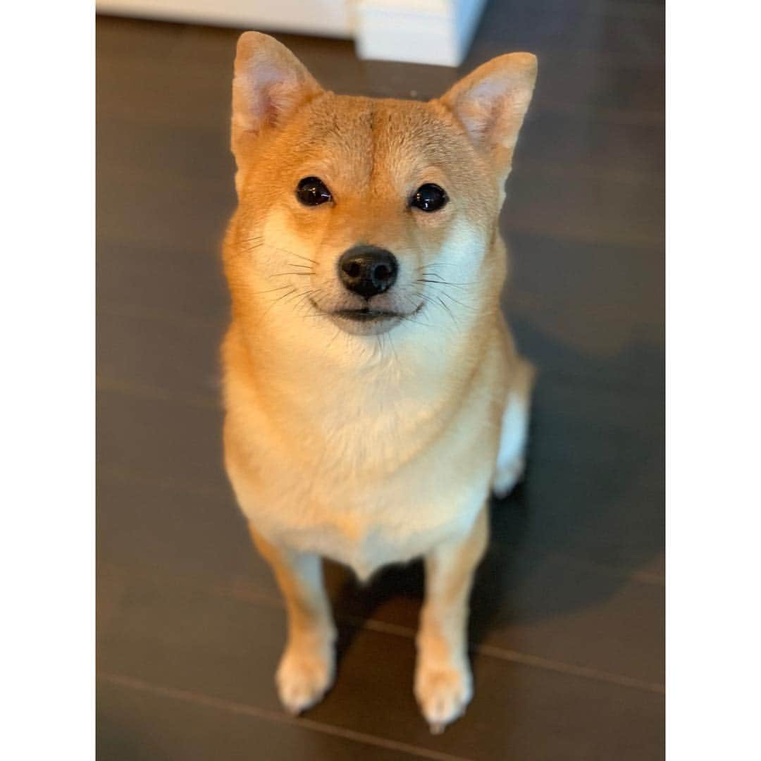 VANRIさんのインスタグラム写真 - (VANRIInstagram)「💝 #今の待ち受け #ちなみに姉も #笑 #mameshiba #shibastagram #豆柴 #柴犬 #日本犬」2月10日 17時48分 - vanri0121