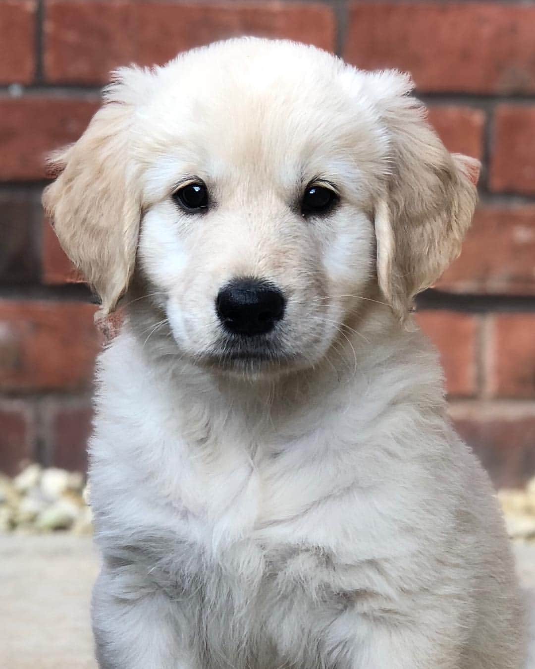 Bombastic Bengalsのインスタグラム：「“Pardon me, are you Aaron Burr, sir?” Meet our new baby, Burr ❤️ Yes, he is named after Aaron Burr the third Vice President of the United States and the best character in the Hamilton Musical 🎼 . . . . #golden #goldens #goldenretriever #goldenretrieverpuppy #goldenglobes #ilovegolden_retrievers #petstagram #goldenretriever #goldenretrievers #dogsofinstagram #dogstagram #retrieversofinstagram #dailybarker #goldenretrieversofinstagram #dogsofinstagram #puppiesofinstagram #hamiltonmusical #linmanuelmiranda」
