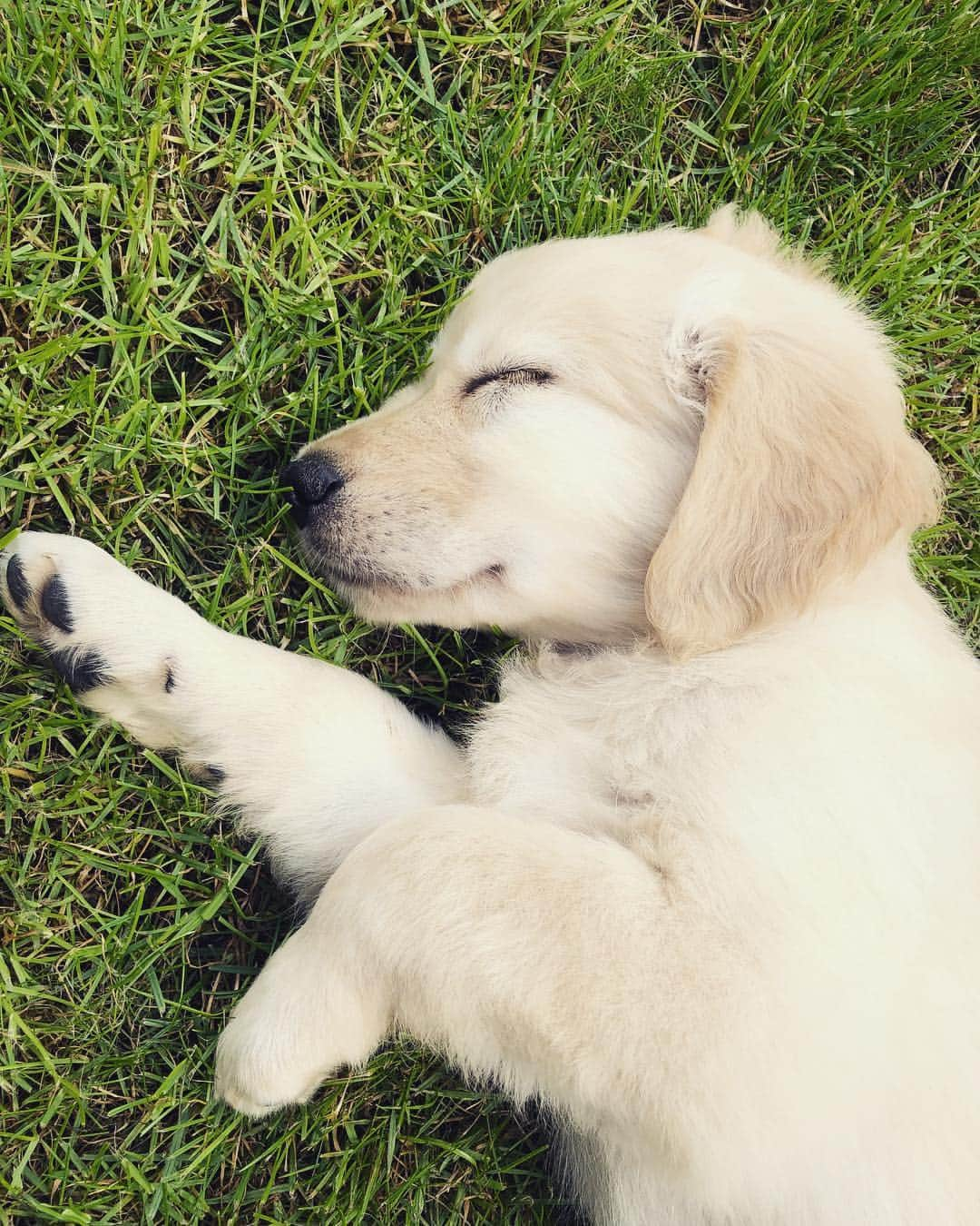 Bombastic Bengalsのインスタグラム：「After the drive home and a quick run around the garden he’s out 😂 💤 . . . . . . #sleepypuppy #goldenretriever #goldenglobes #golden #goldenretrieverpuppy #dogstagram #puppiesofinstagram #goldenretrieversofinstagram #goldens #dailybarker #ilovegoldenretrievers #petstagram」