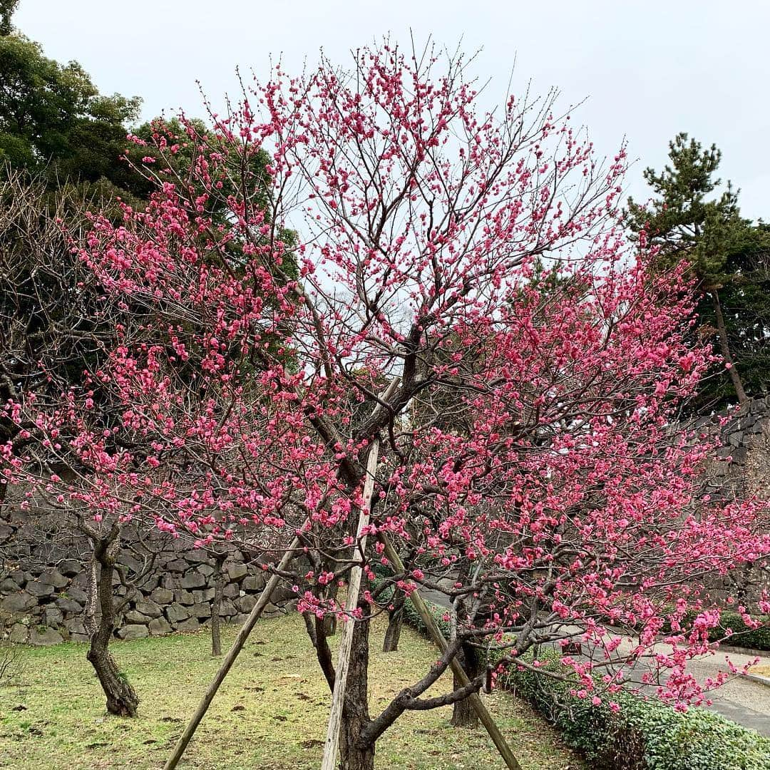 皇居ランナビさんのインスタグラム写真 - (皇居ランナビInstagram)「東御苑内の梅林坂では、もう梅の花が咲いています😊  もう少しすると満開の見頃を迎え、辺りは梅の香りで満ちるそうですよ✨  赤みがかったピンクや、今日降った雪のような白や、見ていて飽きません😍  まだまだ寒い時期ではありますが、皇居にお越しの際は東御苑散策もおススメです💕  #皇居ランナビ #皇居ラン #ミズノで皇居ラン #ミズノで女子ラン #ランニング女子 #ランニング #ハシリマスタグラム #ランナ#workout #instagood #run #jog #fitness #tokyo #imperialpalace #japan #走るひと #走る人 #followme #おもてなし #おもてなしランナー #running #runningday #jogging #marathontraining#梅の花#東御苑」2月11日 16時50分 - kokyorun_navi