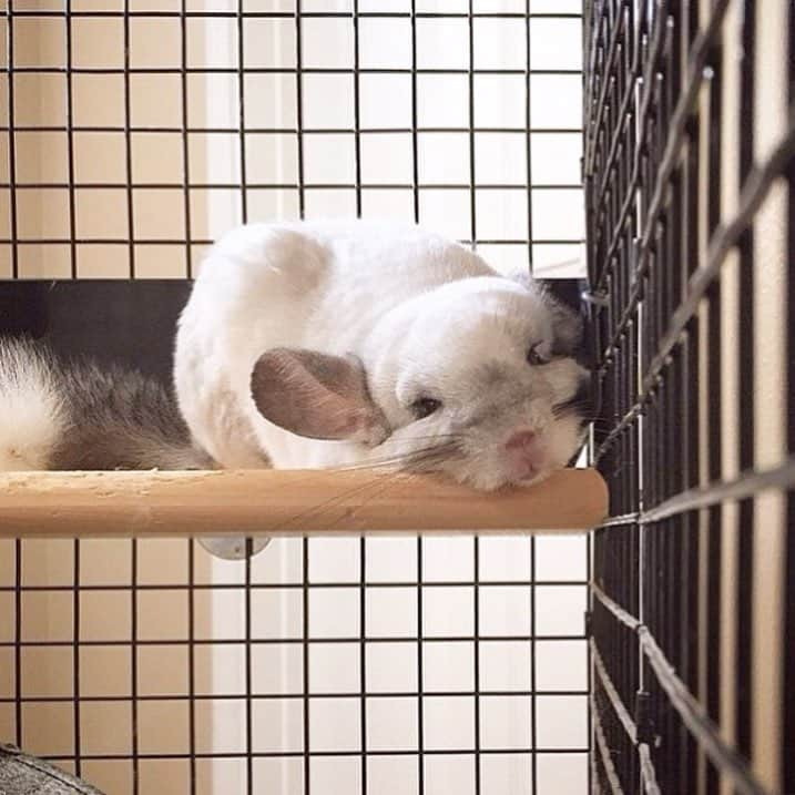 Mr. Bagelのインスタグラム：「Lazy Sunday 🤗 💤 #MrBagel #chinchilla」