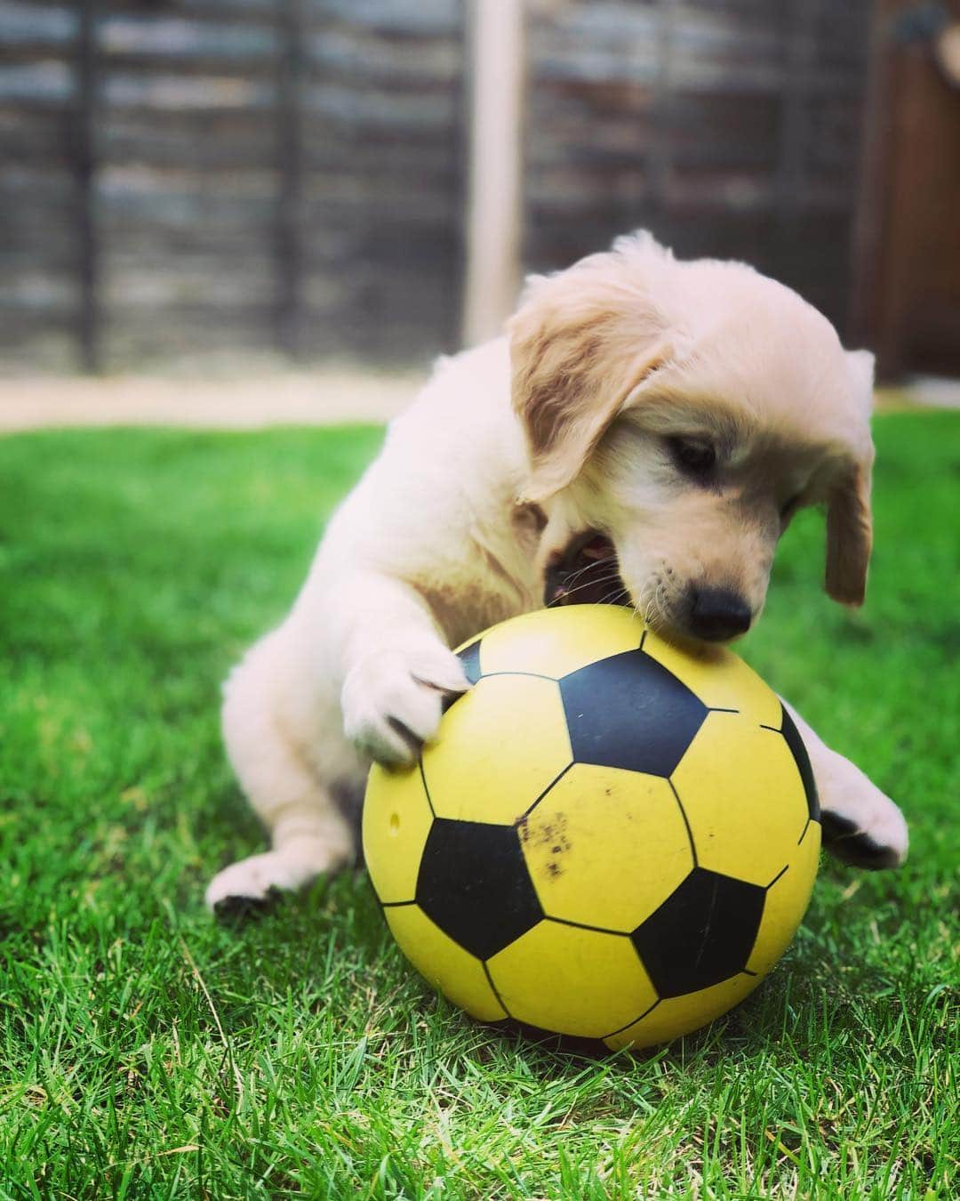 Bombastic Bengalsさんのインスタグラム写真 - (Bombastic BengalsInstagram)「Football anyone? ⚽️ . . . . . . . . #football #dogfootball #goldenretriever #goldenglobes #golden #goldenretrieverpuppy #dogstagram #puppiesofinstagram #goldenretrieversofinstagram #goldens #dailybarker #ilovegoldenretrievers #instapuppy #instadog #puppy #dogoftheday #picoftheday #bestoftheday #doglovers #dog_features」2月12日 1時03分 - burr_goldenretriever