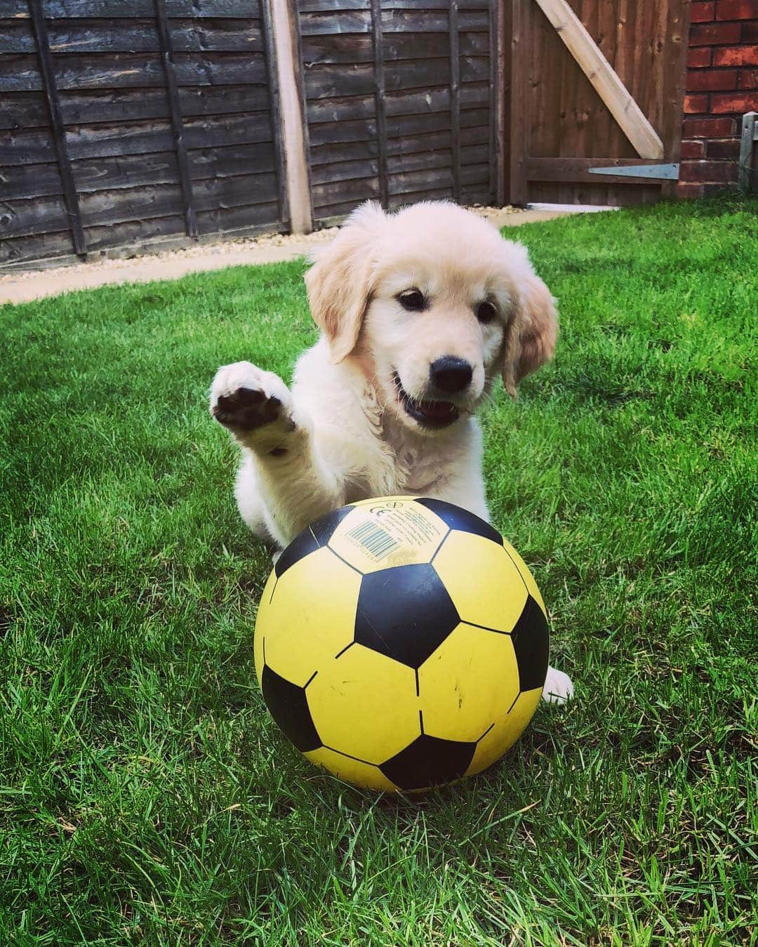 Bombastic Bengalsのインスタグラム：「Football anyone? ⚽️ . . . . . . . . #football #dogfootball #goldenretriever #goldenglobes #golden #goldenretrieverpuppy #dogstagram #puppiesofinstagram #goldenretrieversofinstagram #goldens #dailybarker #ilovegoldenretrievers #instapuppy #instadog #puppy #dogoftheday #picoftheday #bestoftheday #doglovers #dog_features」