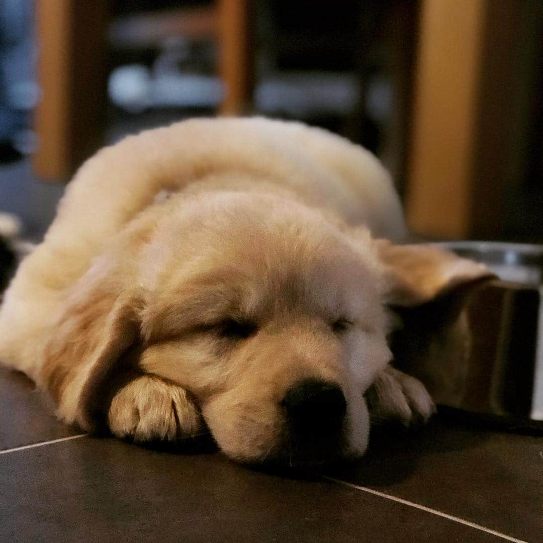 Bombastic Bengalsさんのインスタグラム写真 - (Bombastic BengalsInstagram)「That Monday feeling 😴 . . . . . . . . . #goldenretriever #goldenglobes #golden #goldenretrieverpuppy #dogstagram #puppiesofinstagram #goldenretrieversofinstagram #goldens #dailybarker #ilovegoldenretrievers #instapuppy #instadog #puppy #dogoftheday #picoftheday #bestoftheday #doglovers #dog_features #monday #mondaymood」2月11日 17時44分 - burr_goldenretriever