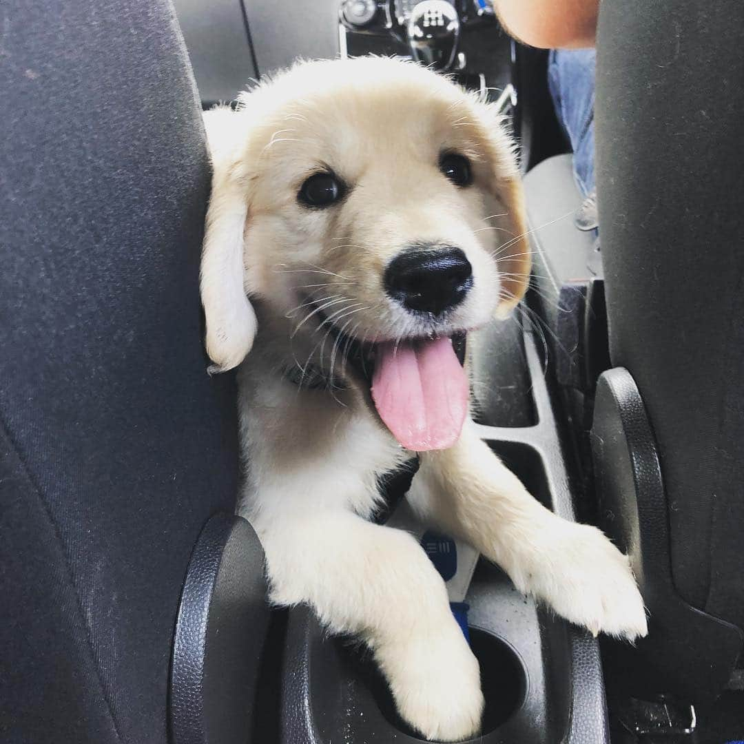 Bombastic Bengalsさんのインスタグラム写真 - (Bombastic BengalsInstagram)「First trip in the car 🚗Look at that face 😍😍😍 . . . . . . . . . . . . #roadtrip #puppylove #puppyoftheday #puppyworld #puppydaily #goldenretriever #goldenglobes #golden #goldenretrieverpuppy #dogstagram #puppiesofinstagram #goldenretrieversofinstagram #goldens #dailybarker #ilovegoldenretrievers #instapuppy #instadog #puppy #dogoftheday #picoftheday #bestoftheday #doglovers #dog_features」2月12日 5時43分 - burr_goldenretriever