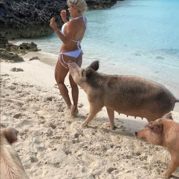 Michelle Lewinのインスタグラム：「🐷🤨🤷🏼‍♀️😂」