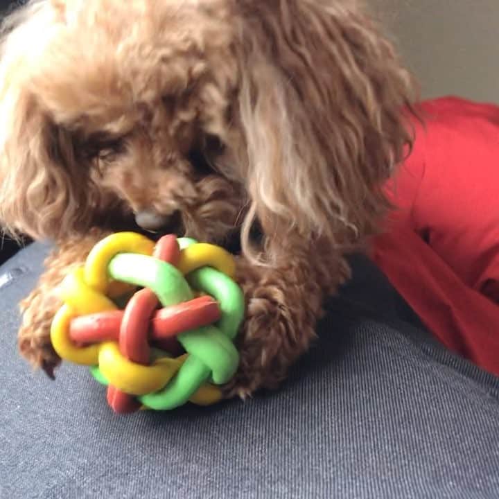 のインスタグラム：「#昼寝 4時間。ハナ。 #toypoodle 撮影:娘」