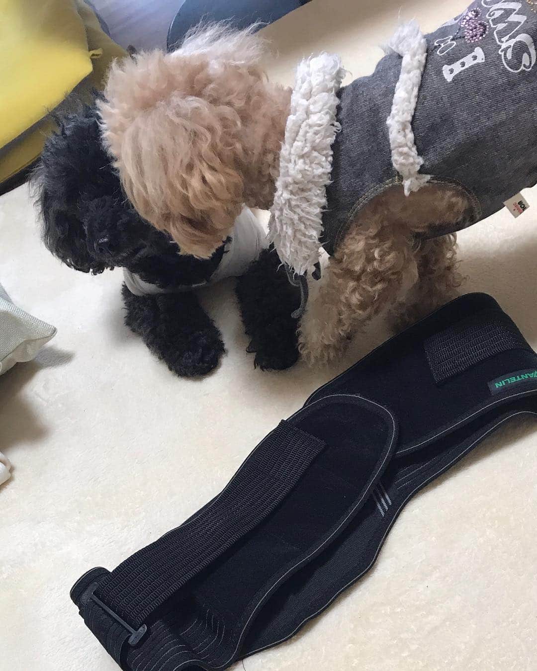 のインスタグラム：「ひ「べにちゃん^ ^なんか軽いギックリかもーっておかあちゃん言ってたよー」  べ「アラフィフだからほどほどにしてくれないと…ひーちゃんお散歩行ってもらえなくなるよ」  ひ「えーー！！！」 って会話が聞こえたので しっかり1時間歩いてきたよ^ ^  歩くのはどーもないのよ。 トレーニングがキツイかな。  と言うか…  朝、整体行って かなりの時間荒治療をしてもらい 半分以上は復活した。  VANTELINの方から たくさん届いている腰のサポーターや膝のサポーターで補強している。  こんなときは 腰に響かないストレッチを テレビでも観ながら チンタラやればいいのさ^ ^  Happyで^ ^  #井上貴子  #LLPWX #女子プロレスラー #トイプードル #紅緒ちゃんと柊音ちゃん #VANTELIN #腰痛 #ストレッチ」